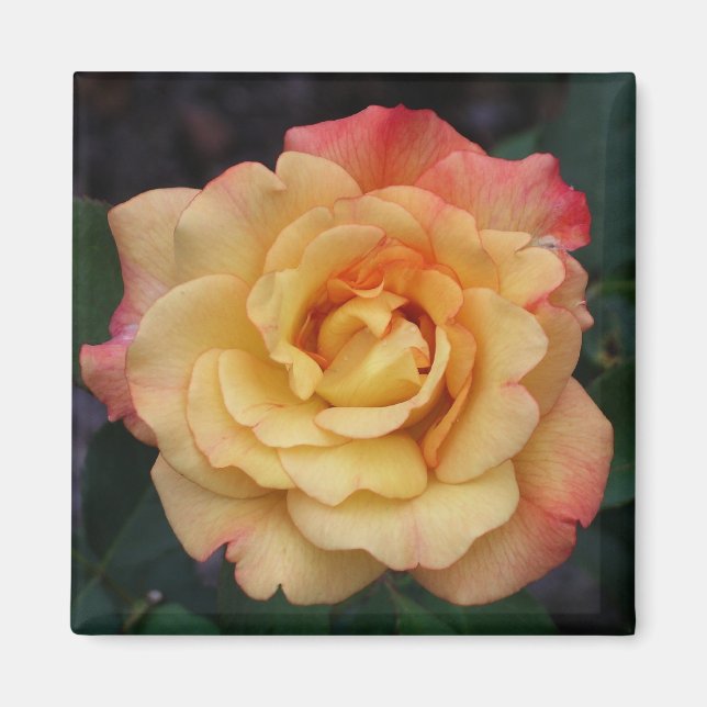 Peace Rose Beautiful Pink and Yellow Floral Magnet (Front)