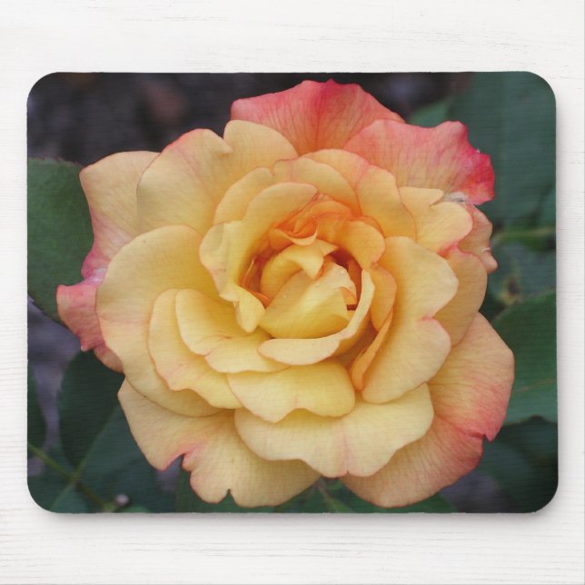 Peace Rose Beautiful Pink and Yellow Floral Mouse Mat (Front)