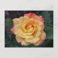 Peace Rose Beautiful Pink and Yellow Floral