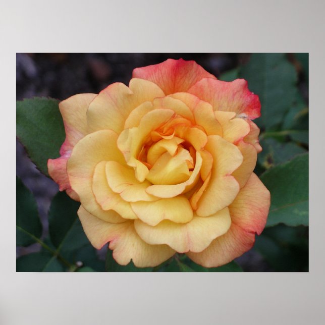 Peace Rose Beautiful Pink and Yellow Floral Poster (Front)