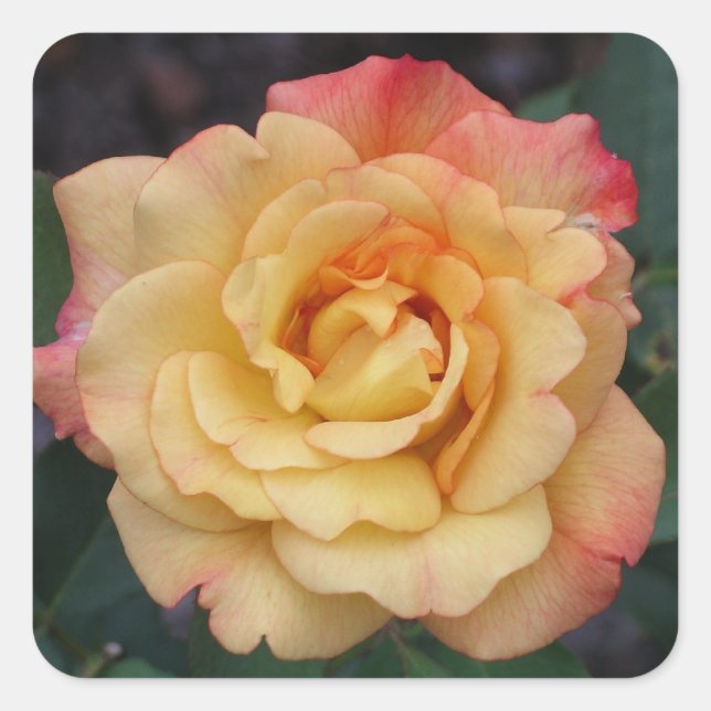 Peace Rose Beautiful Pink and Yellow Floral Square Sticker (Front)