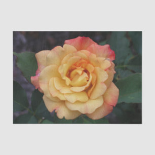 Peace Rose Beautiful Pink and Yellow Floral Tissue Paper