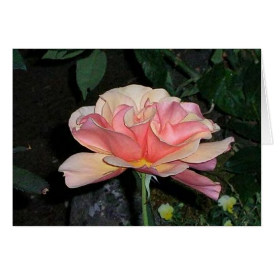 Peace Rose Card