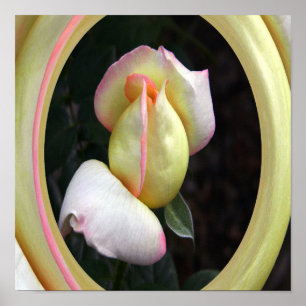 Peace Rose  Love.... Poster