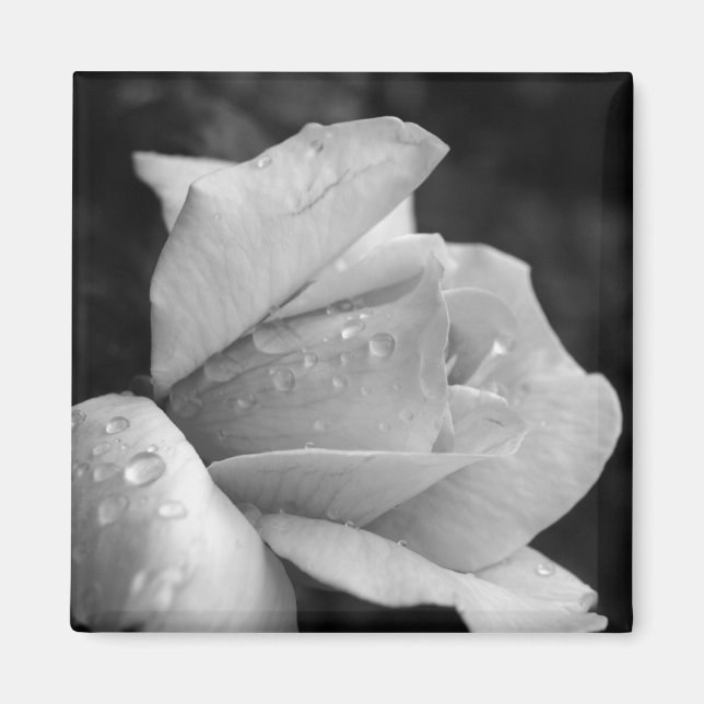 Peace Rose Magnet (Front)