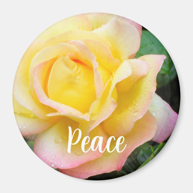 Peace Rose Photo Magnet (Front)