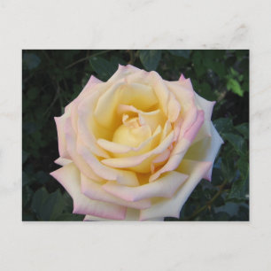 Peace Rose Postcard
