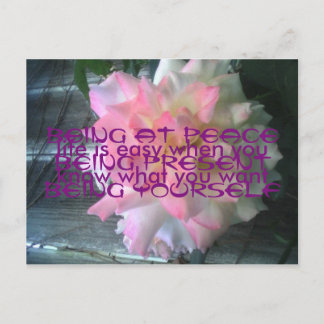 Peace Rose Postcard