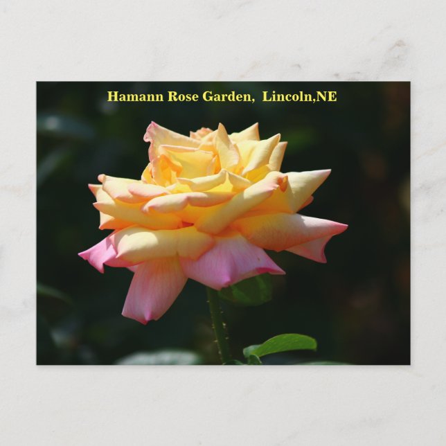 Peace Rose Postcard HRG 500n 2014 (Front)