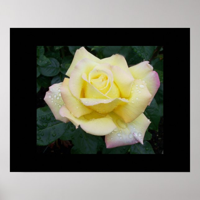 Peace Rose Poster (Front)