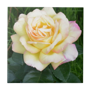 Peace rose tile
