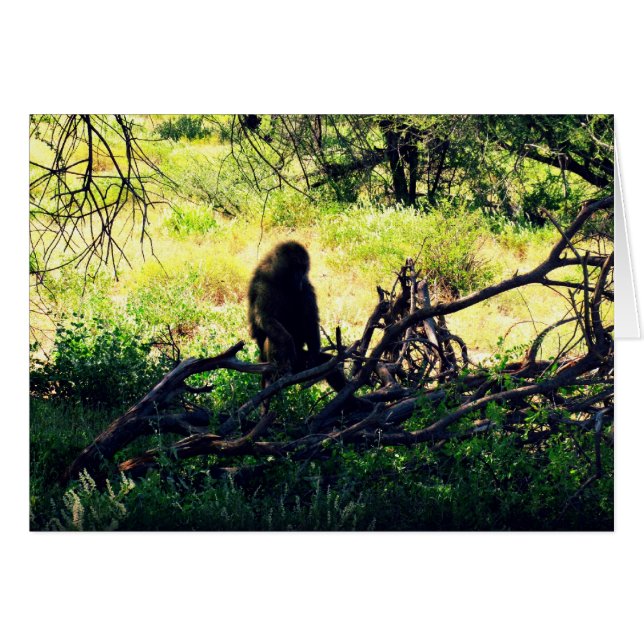 Peaceful Baboon (Front Horizontal)