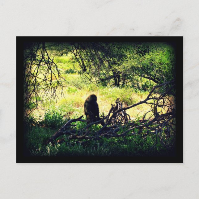 Peaceful Baboon Postcard (Front)