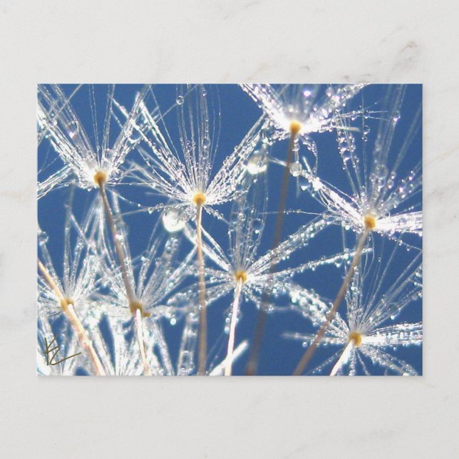 Peaceful Blue and White Dandelion With Dew Postcard (Front)