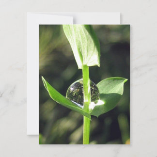 Peaceful Close Up Dew on Clover Nature Meditation Postcard