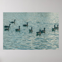 Peaceful Ducks on the Water Photography Poster