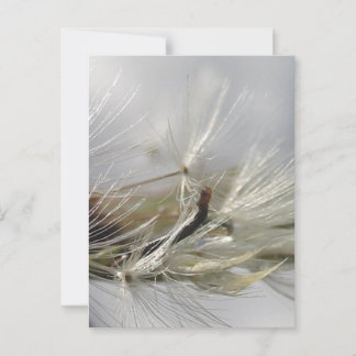 Peaceful, Elegant, Shimmering Dandelion Poof Postcard
