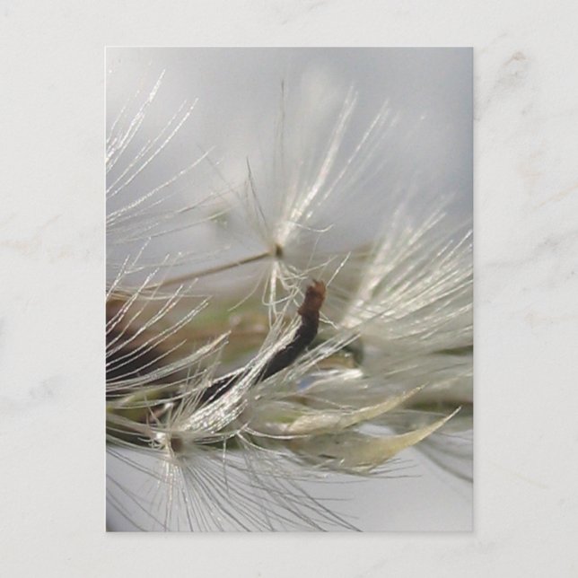 Peaceful, Elegant, Shimmering Dandelion Poof Postcard (Front)