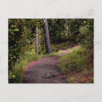Peaceful Forest Trail on Mount Lemmon
