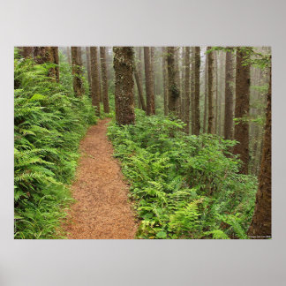 Peaceful Forest Trail Poster