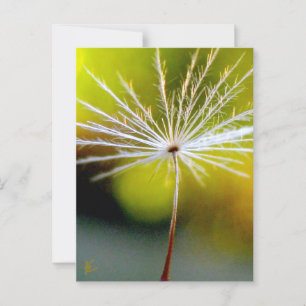 Peaceful, Golden, Dandelion Seed, Nature Postcard
