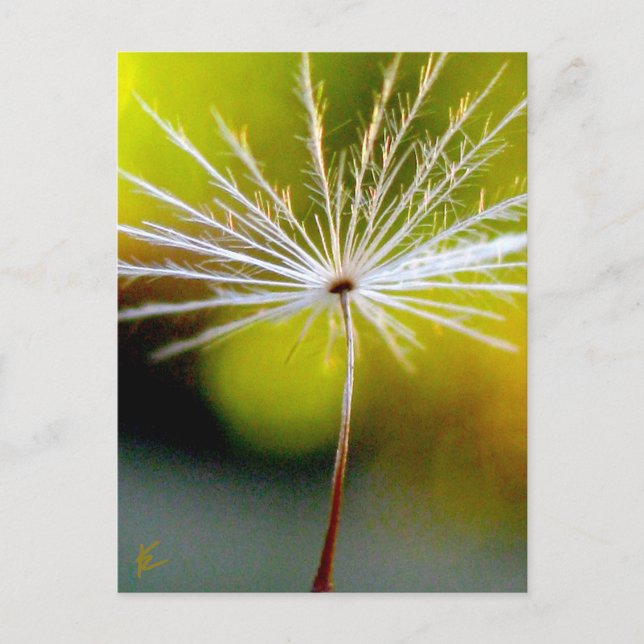 Peaceful, Golden, Dandelion Seed, Nature Postcard (Front)