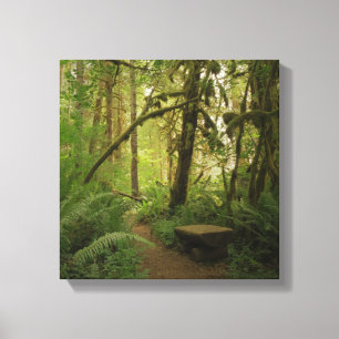 Peaceful Green Forest Trail in Washington Canvas Print