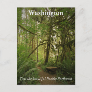 Peaceful Green Forest Trail Washington Postcard