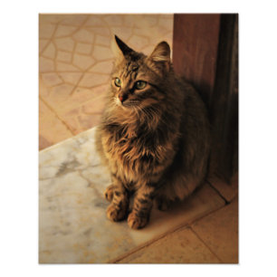 Peaceful Kitty Photo Print