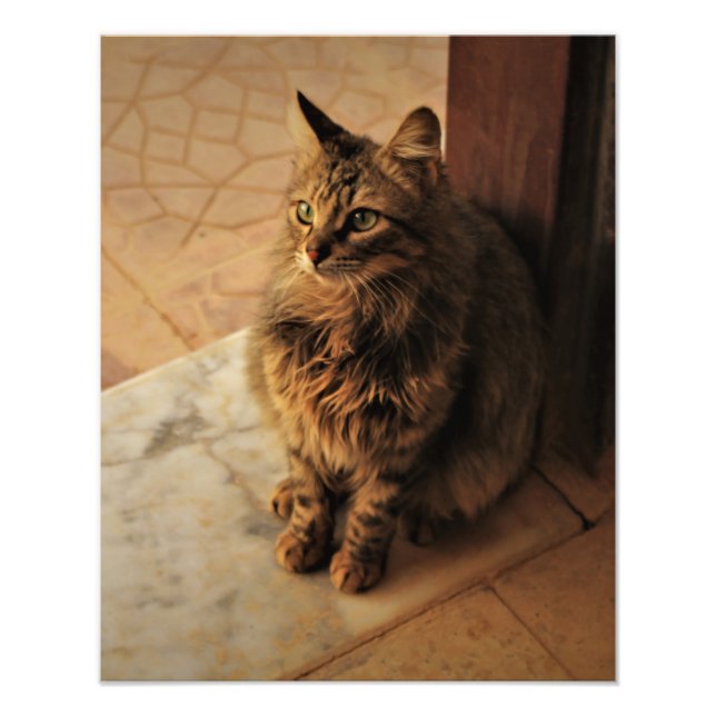 Peaceful Kitty Photo Print (Front)