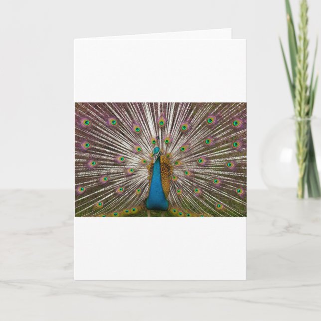 Peaceful Peacock Card (Front)