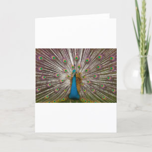 Peaceful Peacock Card