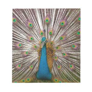 Peaceful Peacock Notepad
