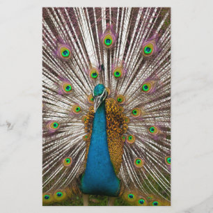 Peaceful Peacock Stationery