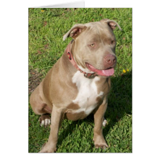Peaceful Pitbull