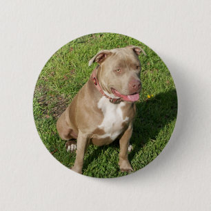 Peaceful Pitbull 6 Cm Round Badge