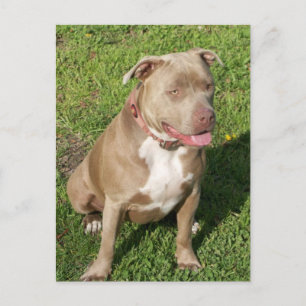 Peaceful Pitbull Postcard