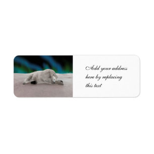 Peaceful Polar Bear Arctic Nature Illustration