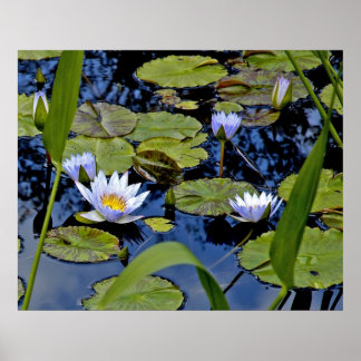 Peaceful Pond Poster