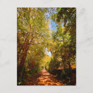 Peaceful Trail Near Covington Georgia Postcard