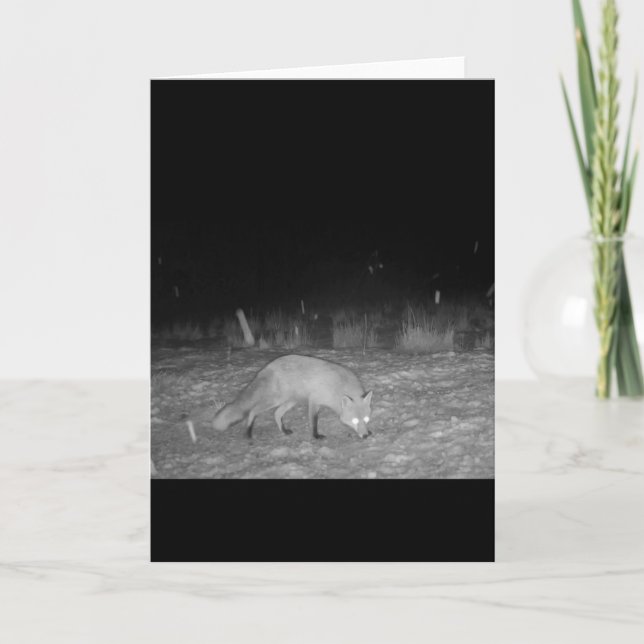 Peaceful Winter Red Fox Snowy Wintry Scene Card (Front)