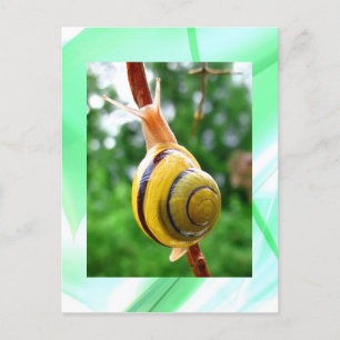 Peacefulness Postcard