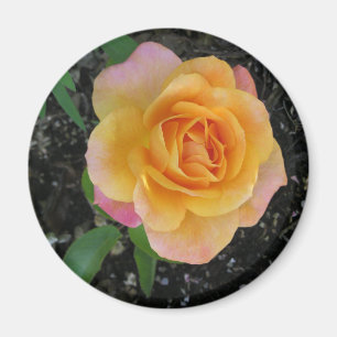 Peach and Orange Rose Magnet