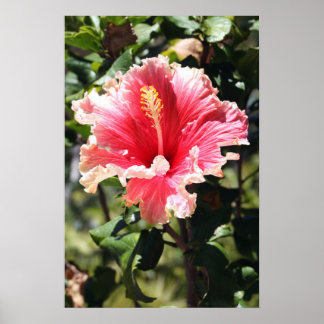 Peach and Pink Hibiscus Poster