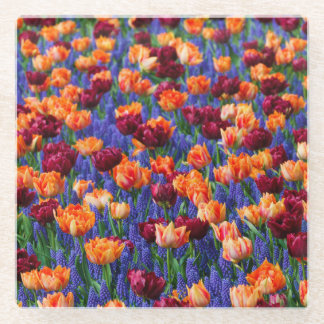 Peach and Red Tulips in Grape Hyacinth Flowers Glass Coaster