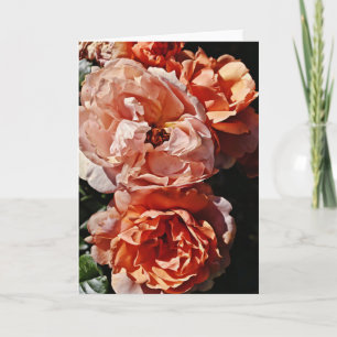 Peach Apricot Roses Portrait Art Note Card