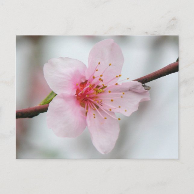Peach Bloom Postcard (Front)