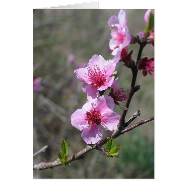 Peach Blossom (Front)