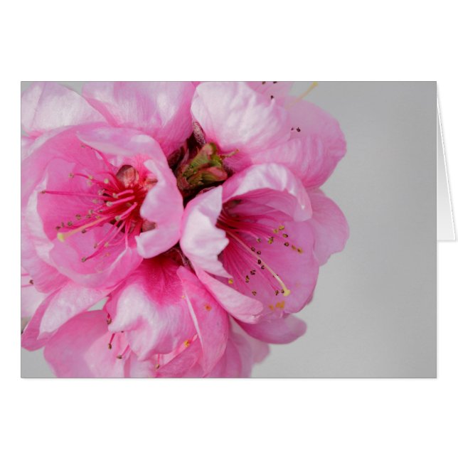 Peach blossom blank flower card (Front Horizontal)