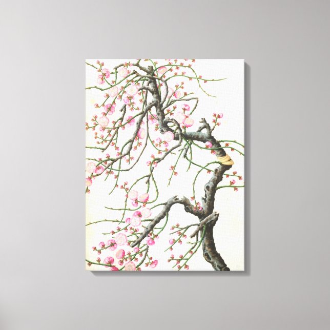 Peach blossom (colour on paper) canvas print (Front)